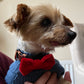 Personalised Dog Lead Holder/Hook - Your County or Club colours (made from reclaimed pallet wood)